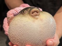 气鼓鼓的河豚-永安鱼庄·镇江菜(东吴路店)