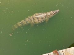 android_upload_pic-石家庄市动物园