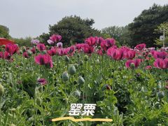 -国家植物园南园