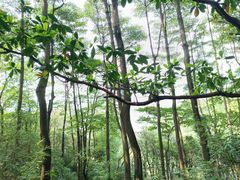 -火炉山森林公园