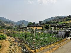-福建土楼（华安）旅游区•大地土楼群