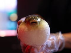 -肆月河豚·新淮扬菜·烤鸭(中关村店)