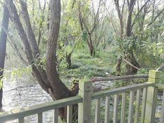 池杉-焦山风景区