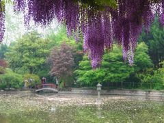 -嘉定紫藤园