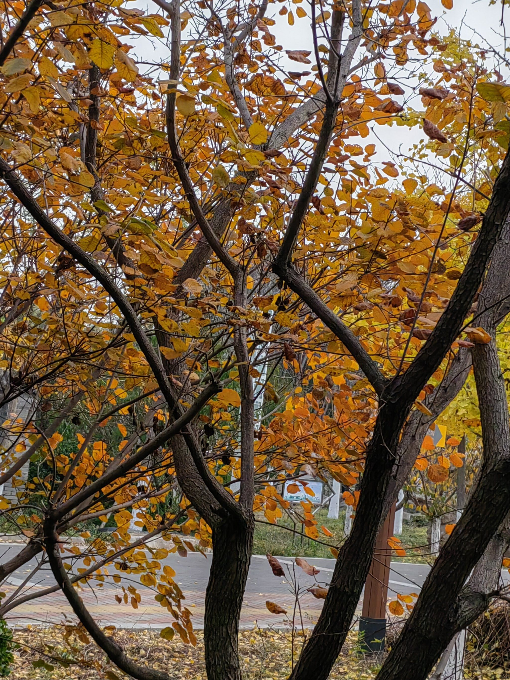 生态谷绿道公园贯穿生态城南北.南起永定新