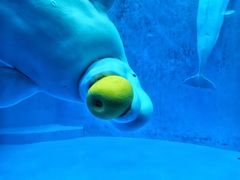 -海合安成都极地海洋公园