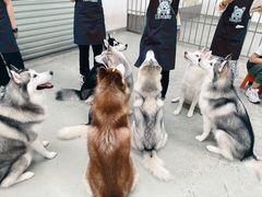 -星多哈·狗咖·拼豆·咖啡