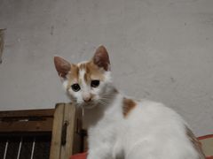 -艾吉宠物医院·疑难杂症转诊中心·猫友好(碧江路院)