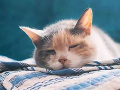 -萌兽医馆·犬猫专科·眼科中心·宠物医院(朝阳门分院)