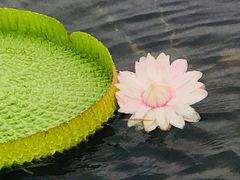 -荷塘月色湿地公园·向阳花洲