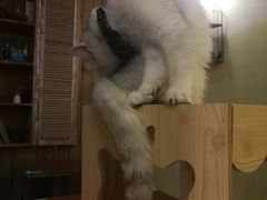 -猫色咖啡·猫咖