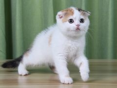 -Bastet sally猫舍购宠(静安店)