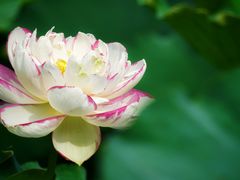 -陈家山荷花公园