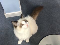 -喵的天空名猫咖啡馆·撸猫·猫舍·用品