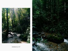 -莫里热带雨林景区