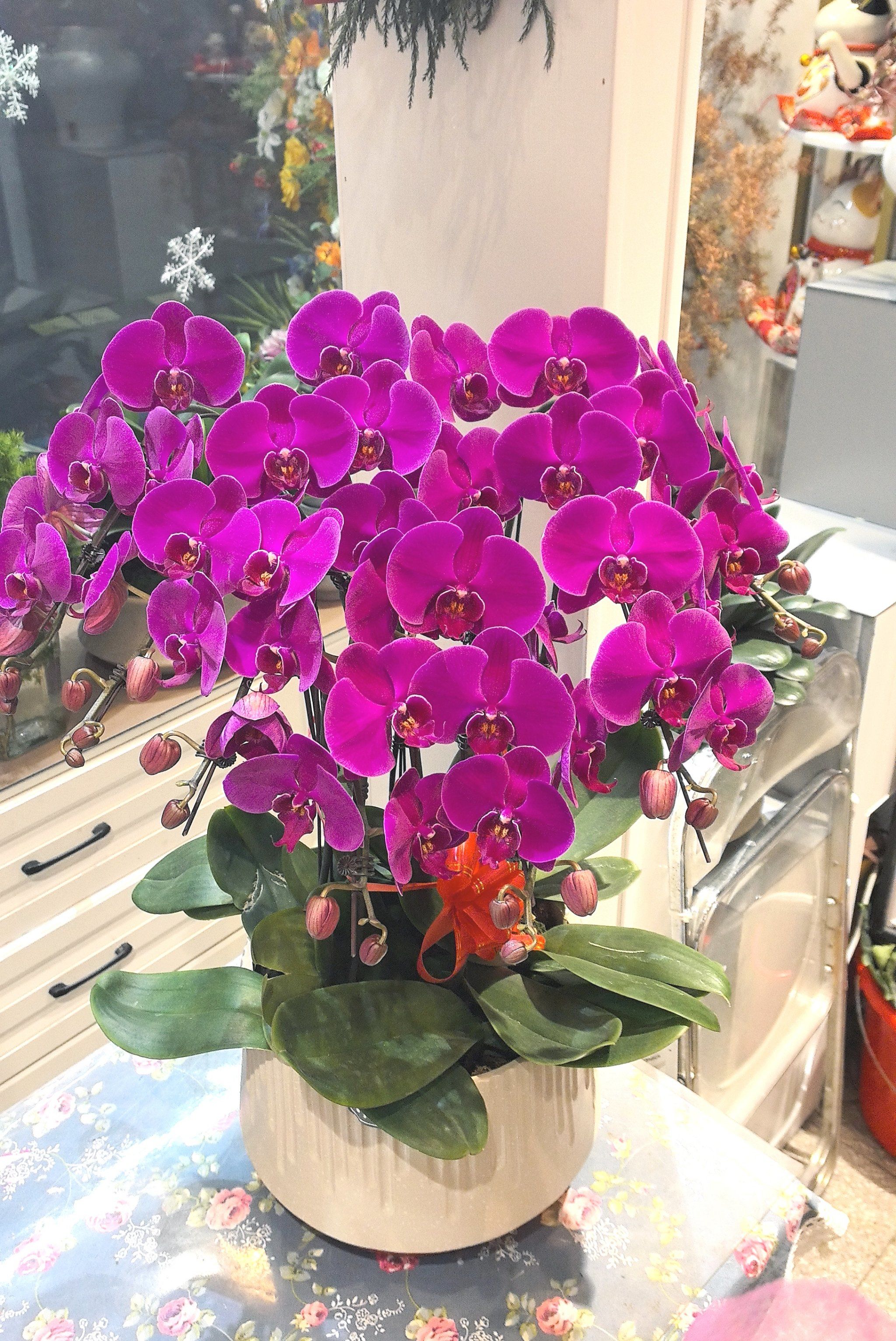 家有蝴蝶兰,幸福自然来～
#蝴蝶兰#年宵花#盆栽#乔迁
#开业