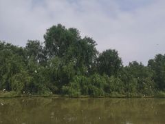 -大湾区中央湿地公园
