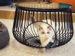 -飞行喵MR PILOT|猫舍·猫咖(静安大融城店)