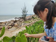 -广东惠东海龟国家级自然保护区