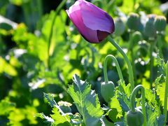 -国家植物园南园