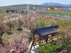 -樱花山风景区