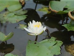 -成都大熊猫繁育研究基地