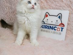 -十年猫舍·猫咪专门店(普陀店)