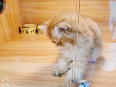 -猫十亿·布偶金渐层·曼基康矮脚猫舍(青年路店)