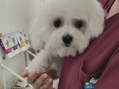 -艾贝尔宠物医院 ·中兽医·宠保定点(北门桥店)