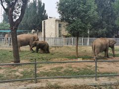 -石家庄市动物园