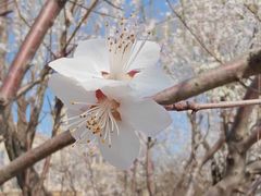 -桃花堤公园