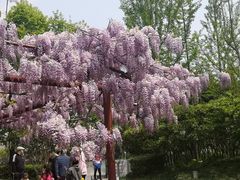 -嘉定紫藤园