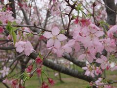 樱花-天适樱花悠乐园