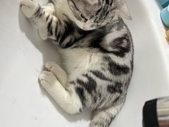 -纳吉亚猫专科动物诊疗中心(蒋宅口分院)