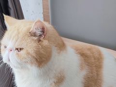 -喵园·猫主题咖啡厅·撸猫·猫咖(国贸店)