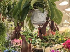 -双季花艺园艺市场(浦东店)
