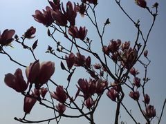 -天适樱花悠乐园
