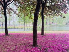 -石家庄市植物园