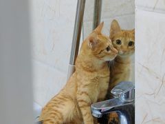 -瑞派康怡24h宠物医院·犬猫医疗中心·微创绝育(瑞景分院)