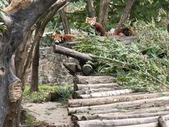 -都江堰中华大熊猫苑