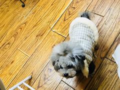 -志龙皇冠吃货椰子铺