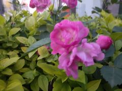 -泉乐坊步行街(烟酒特产平价超市店)