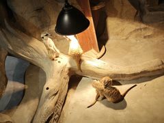 -绿色星球动物主题公园
