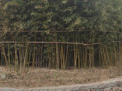 -竹子庵公园