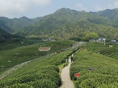 -龙坞茶村
