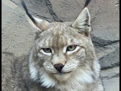-青藏高原野生动物园