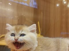 -欣宠猫屋·矮脚拿破仑·蓝金金渐层