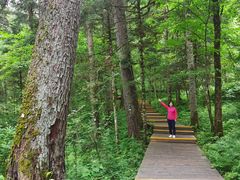 -五营红松林海景区