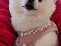 -怪兽屋·羊驼·猫咖·狗咖(俊华广场店)