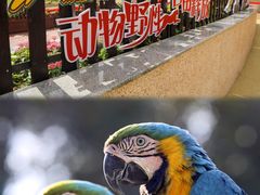 -上海野生动物园